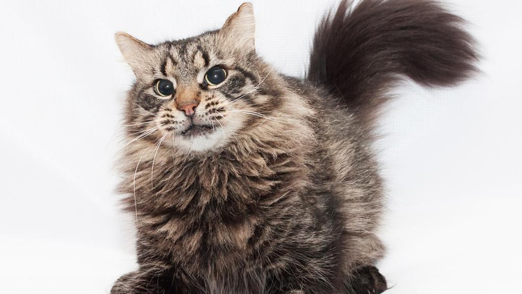 Financial Considerations icon