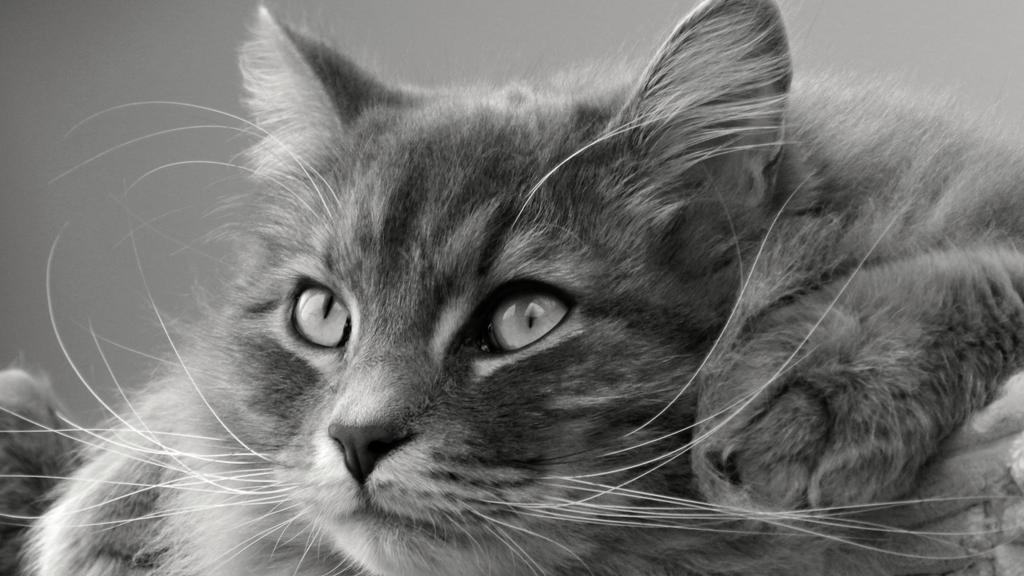 Living Environment Adaptability icon