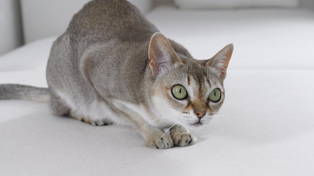 Basic Information icon