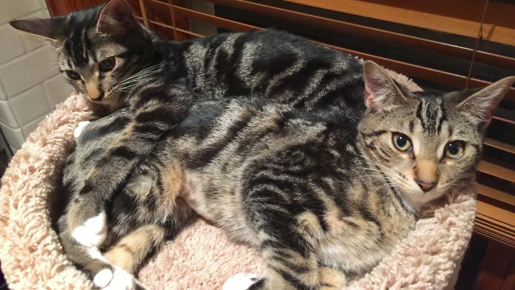 Basic Information icon