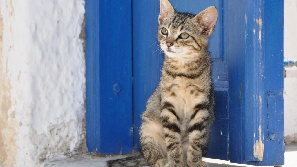 Adoption vs. Breeder Considerations icon