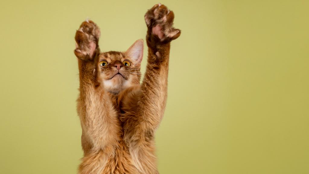 Life Stage Considerations icon