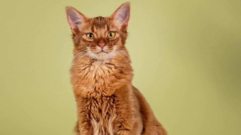 Grooming & Health icon