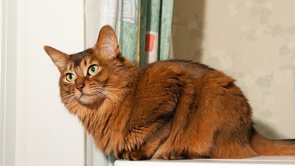 Financial Considerations icon