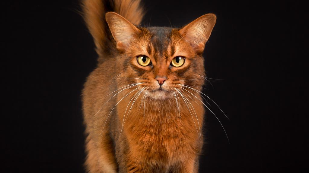 Basic Information icon