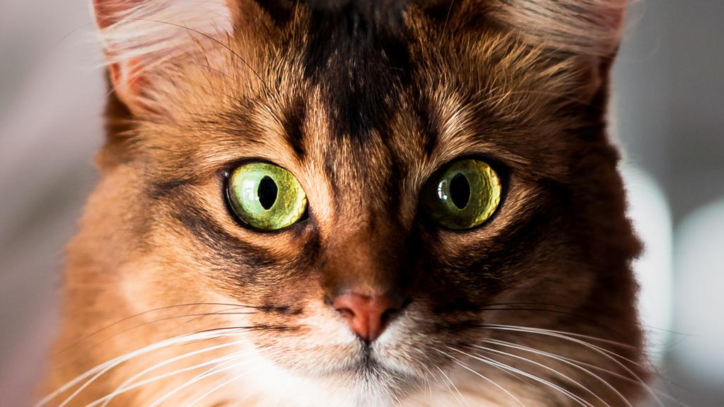 Living Environment Adaptability icon