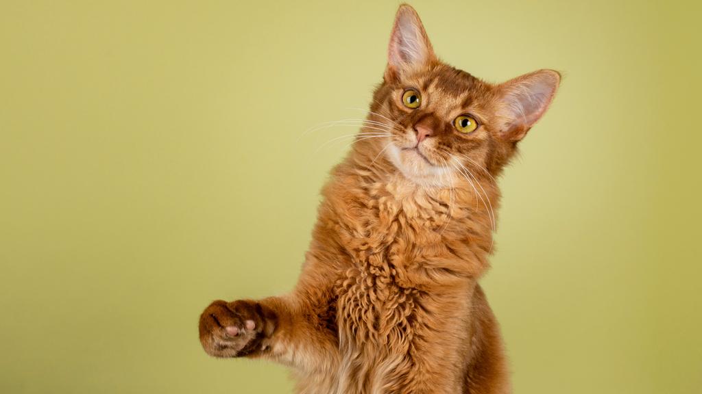 Long-Term Commitment & Special Considerations icon