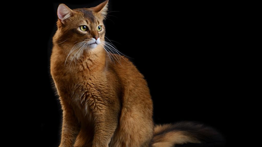 Suitability for First-Time vs. Experienced Owners icon