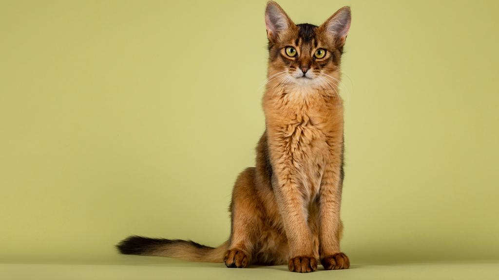 Exercise & Activity Needs icon