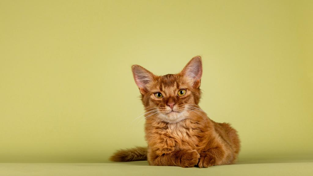 Temperament & Behavior icon