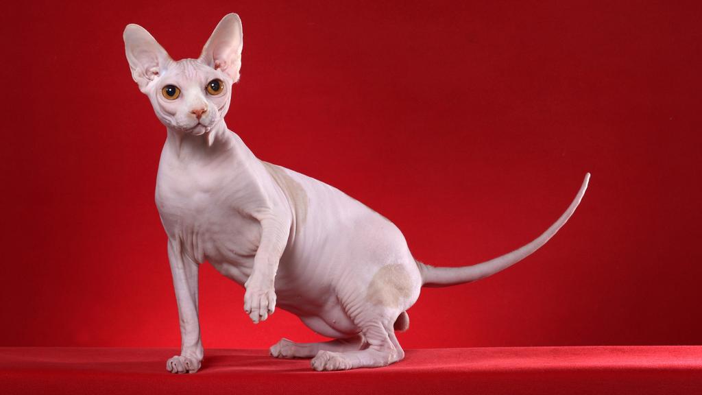Sphynx