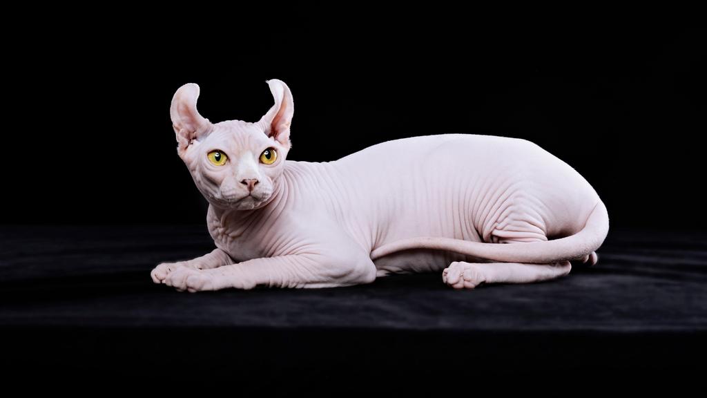 Sphynx