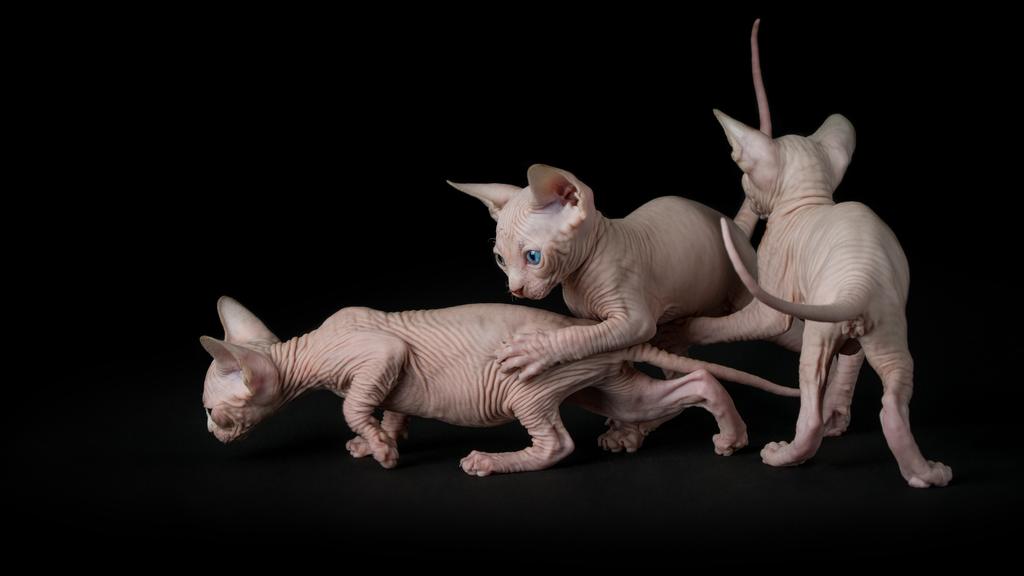 Sphynx