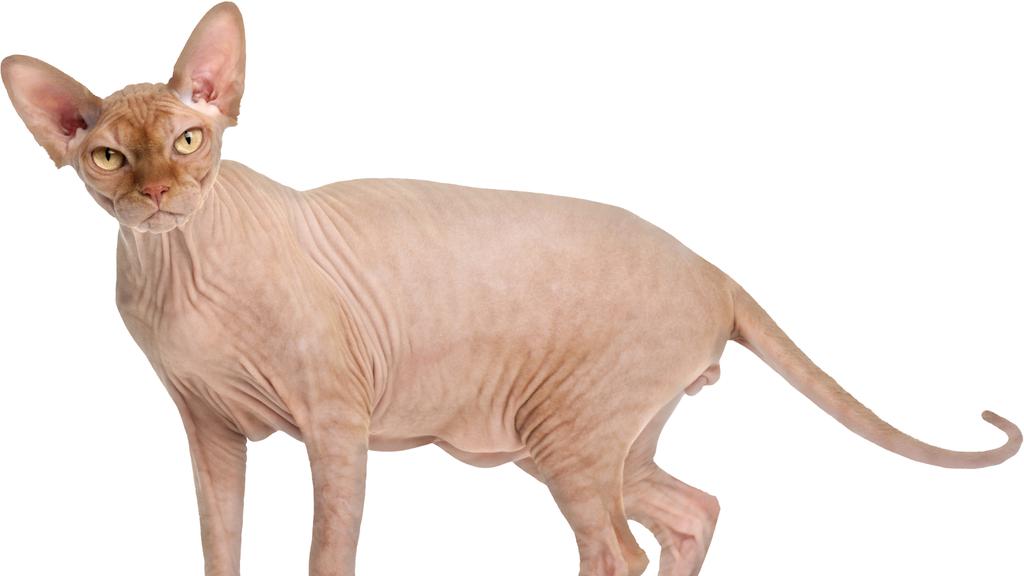 Sphynx