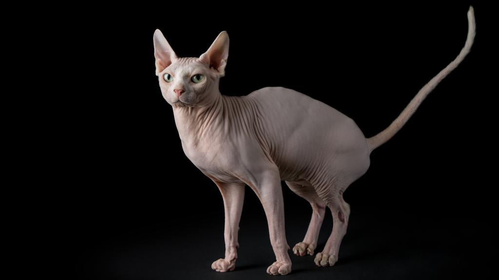 Sphynx