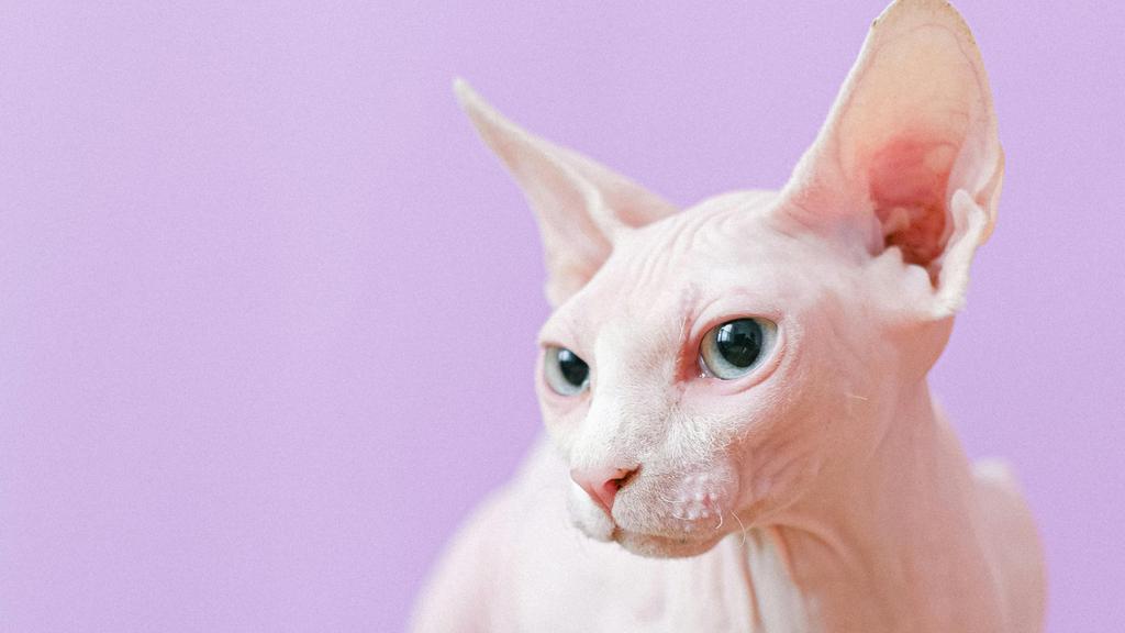 Sphynx