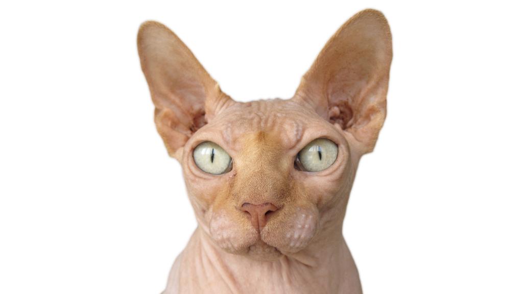 Sphynx