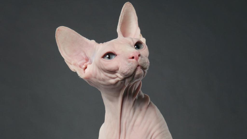 Sphynx