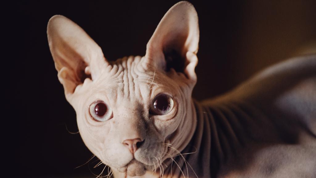 Sphynx