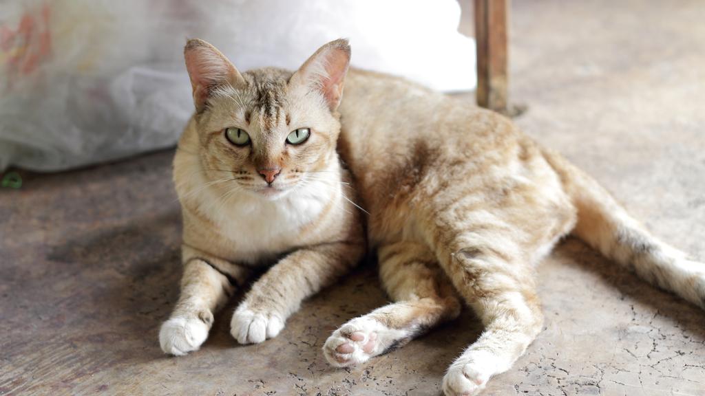 Adoption vs. Breeder Considerations icon