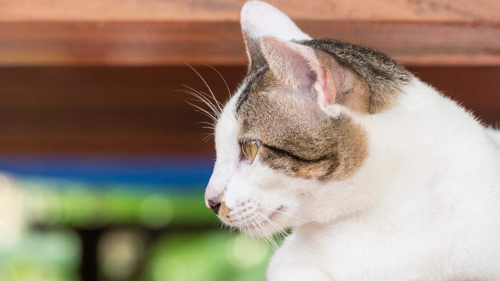 Life Stage Considerations icon