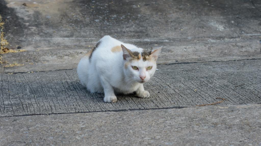 Financial Considerations icon