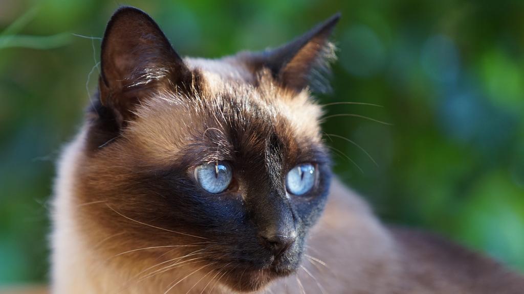 Grooming & Health icon