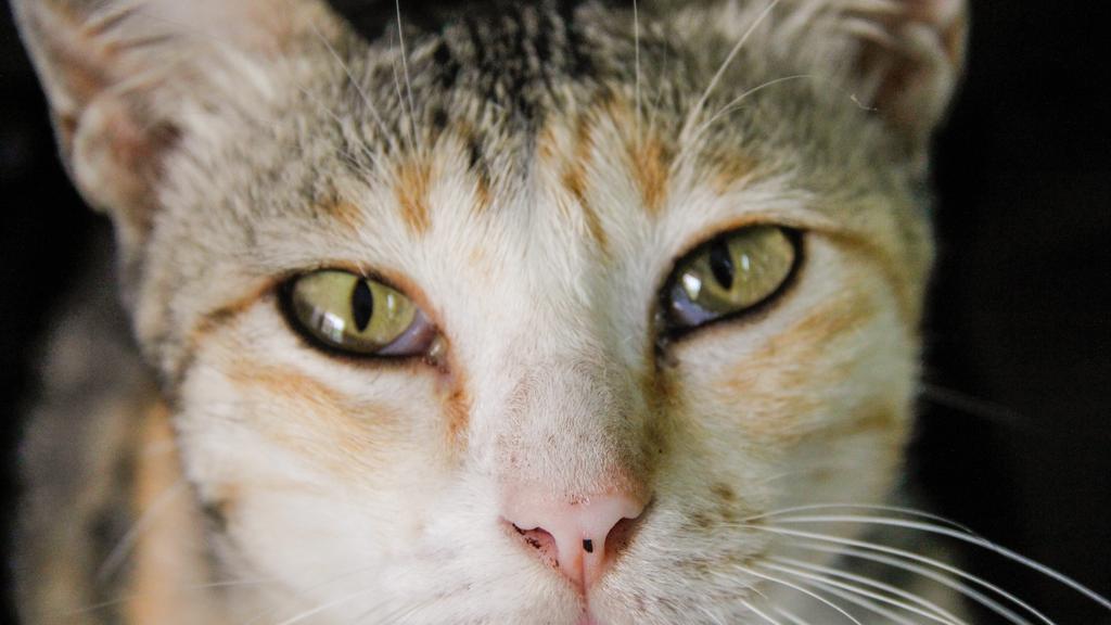 Living Environment Adaptability icon