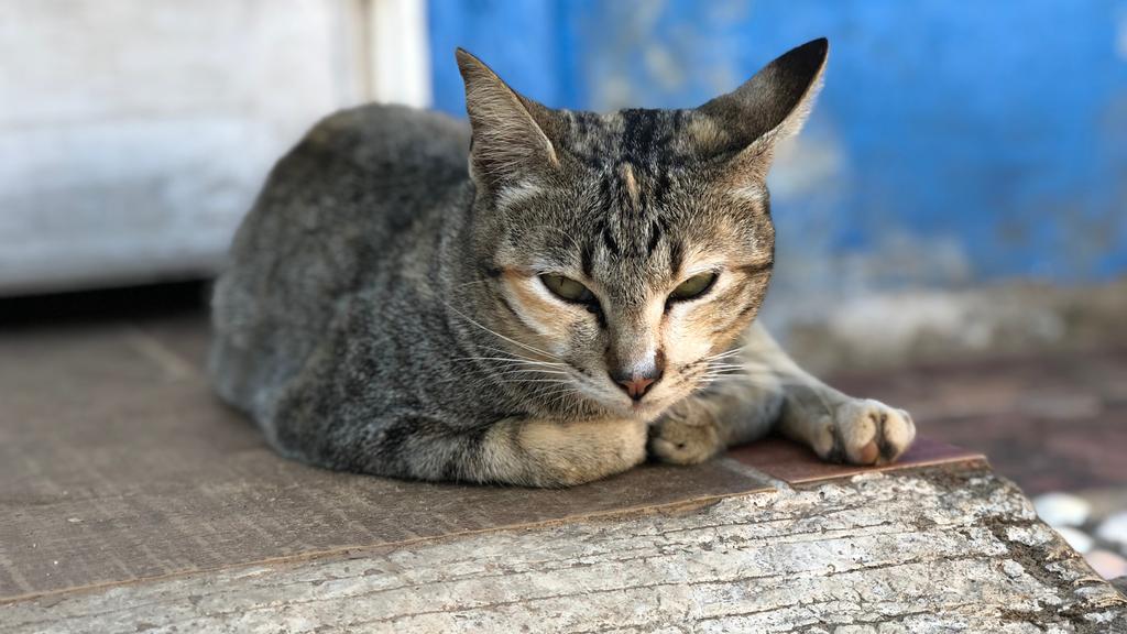 Long-Term Commitment & Special Considerations icon