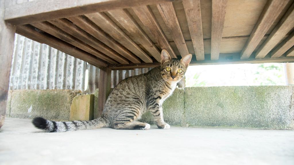 Exercise & Activity Needs icon