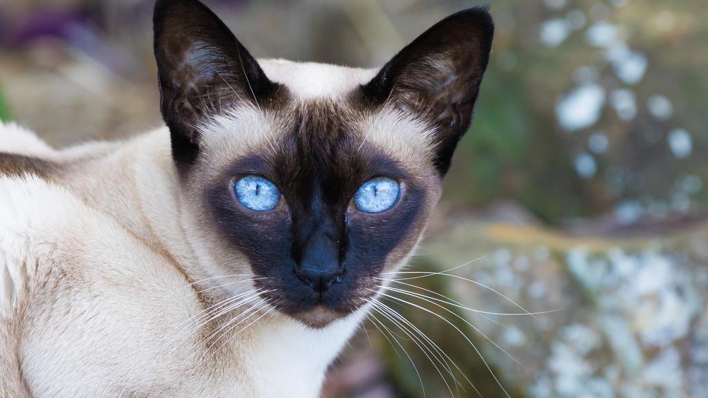 Tonkinese