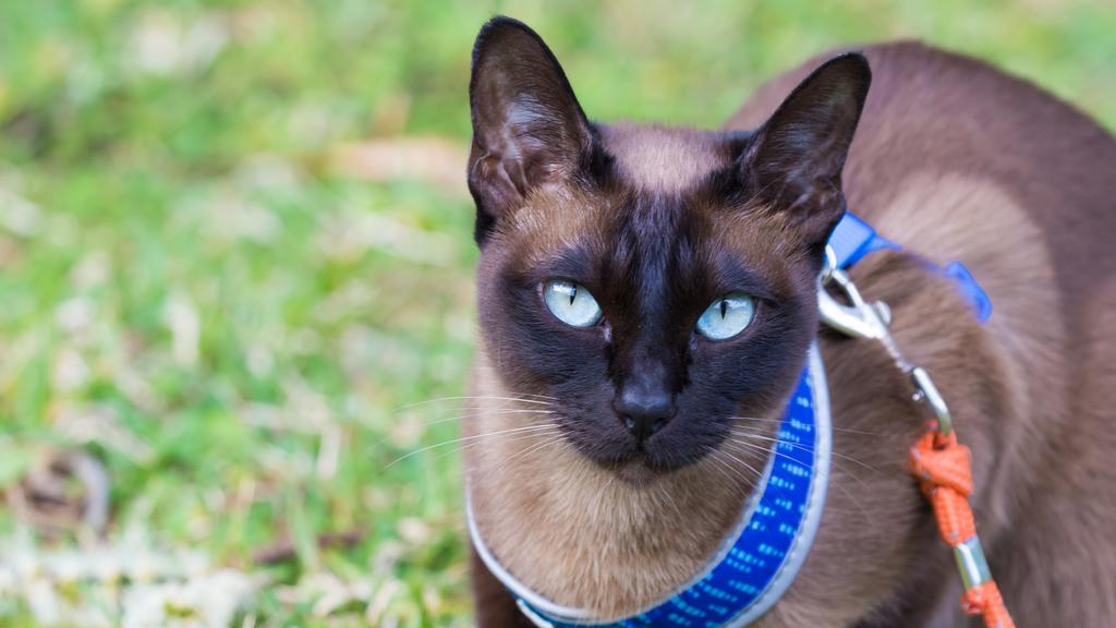 Tonkinese