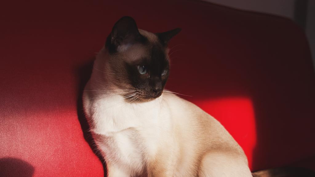 Tonkinese