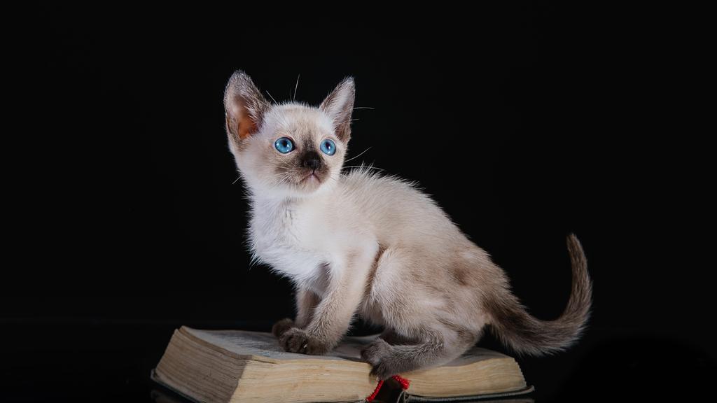 Tonkinese
