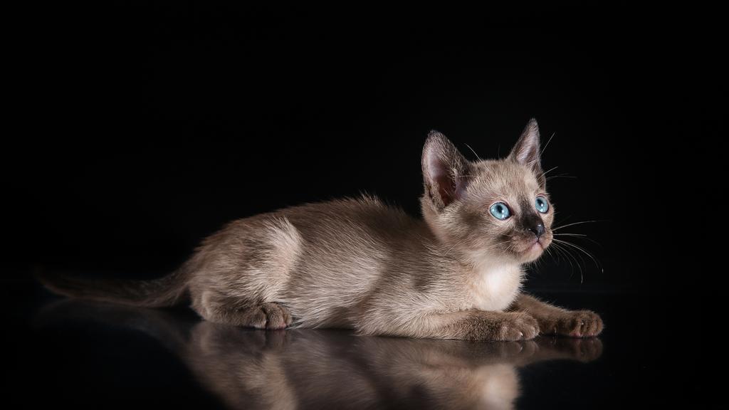 Tonkinese