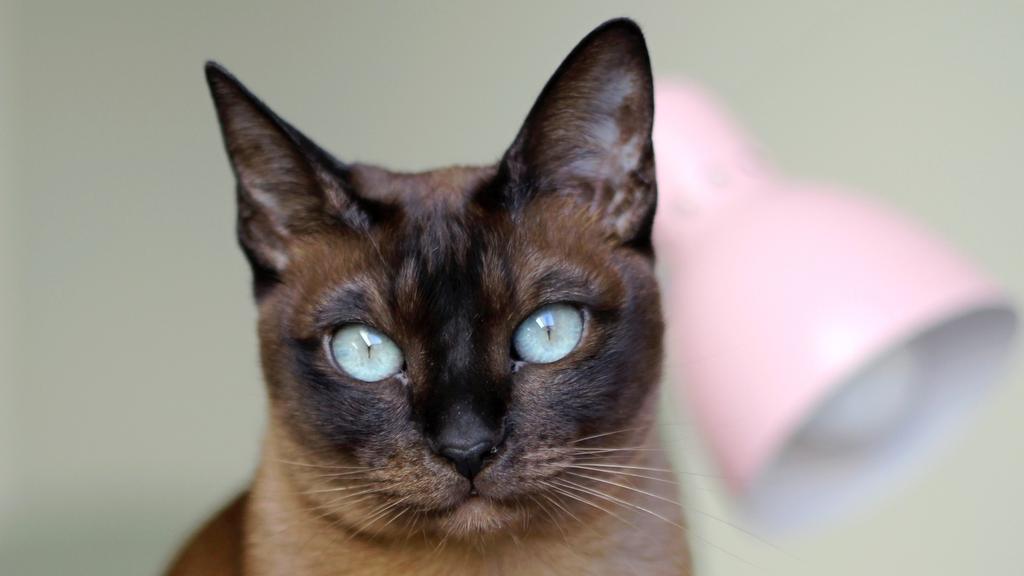Tonkinese