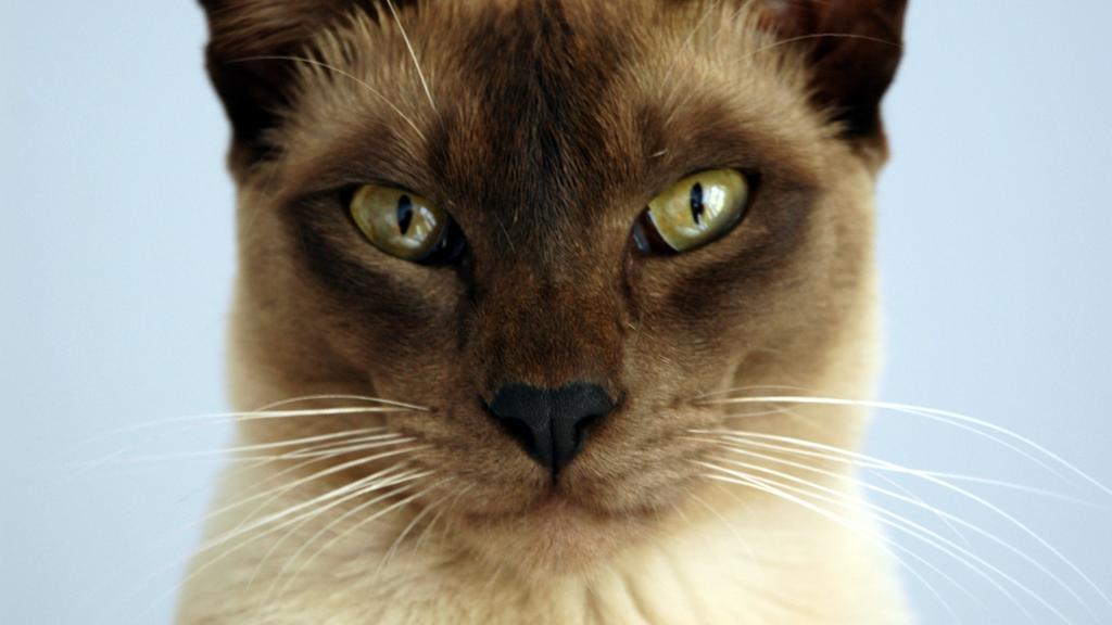 Tonkinese