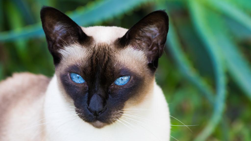 Tonkinese