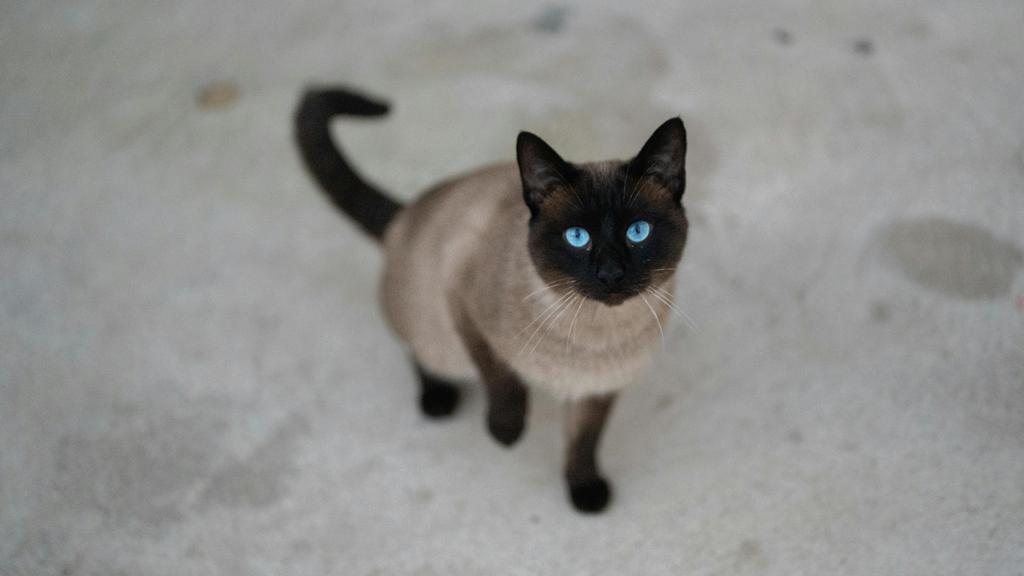 Grooming & Health icon