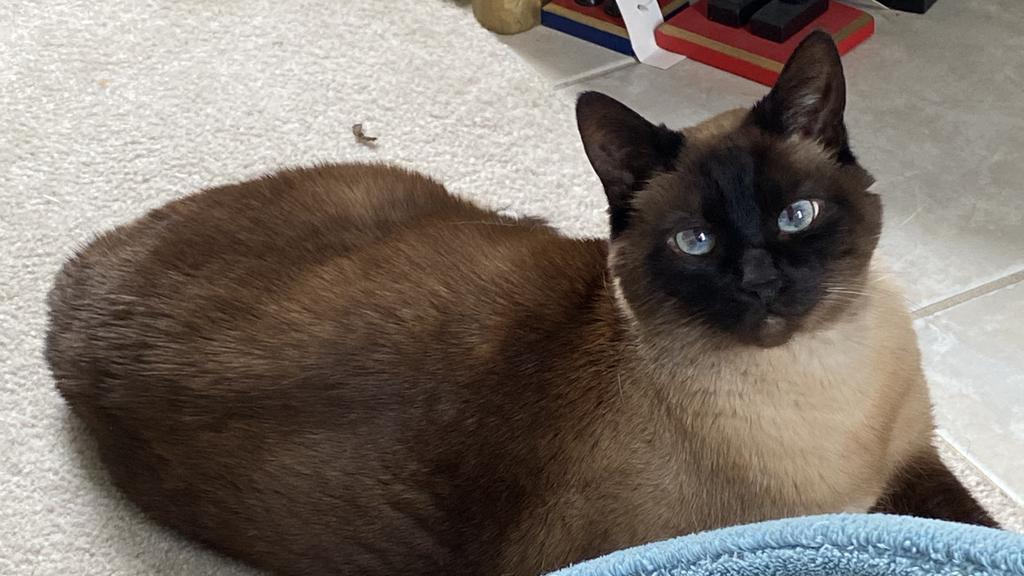 Tonkinese