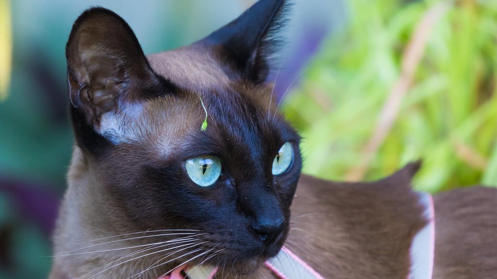 Tonkinese
