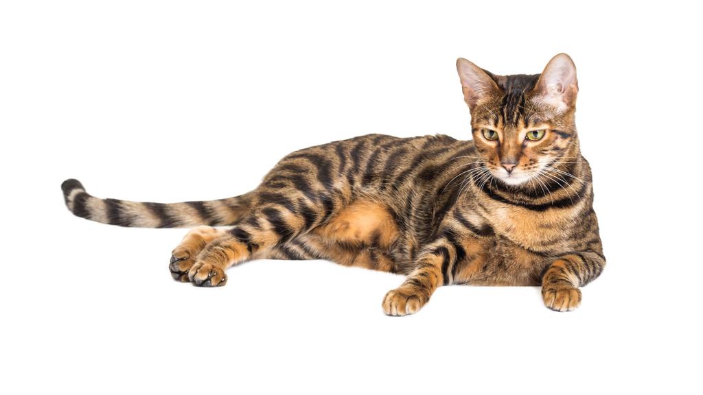 Long-Term Commitment & Special Considerations icon