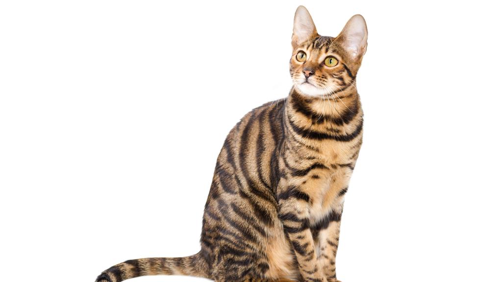 Toyger