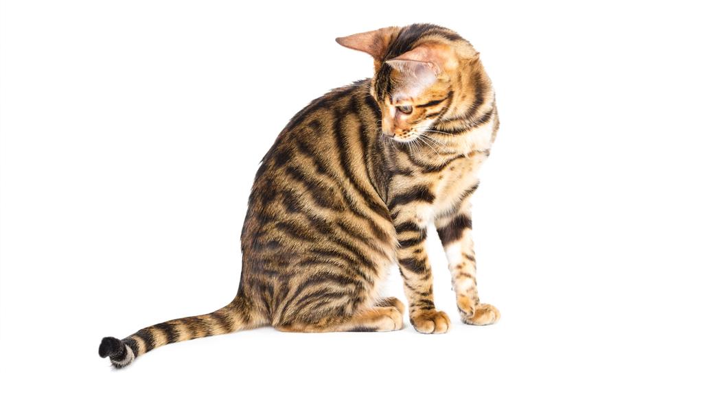 Toyger