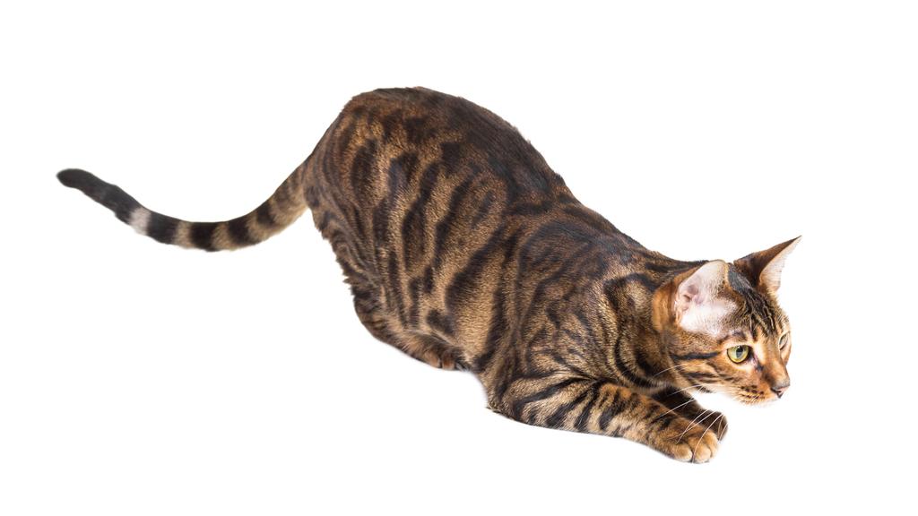 Toyger