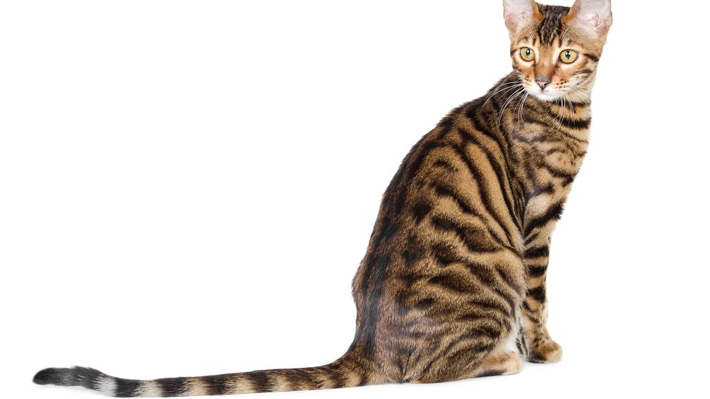 Toyger