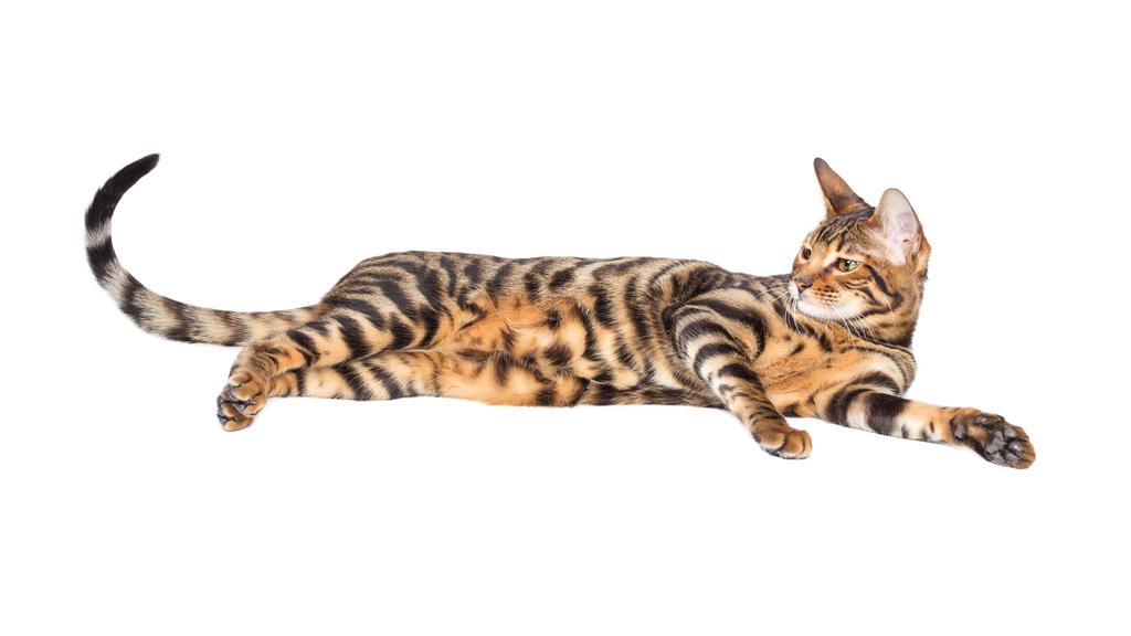 Exercise & Activity Needs icon