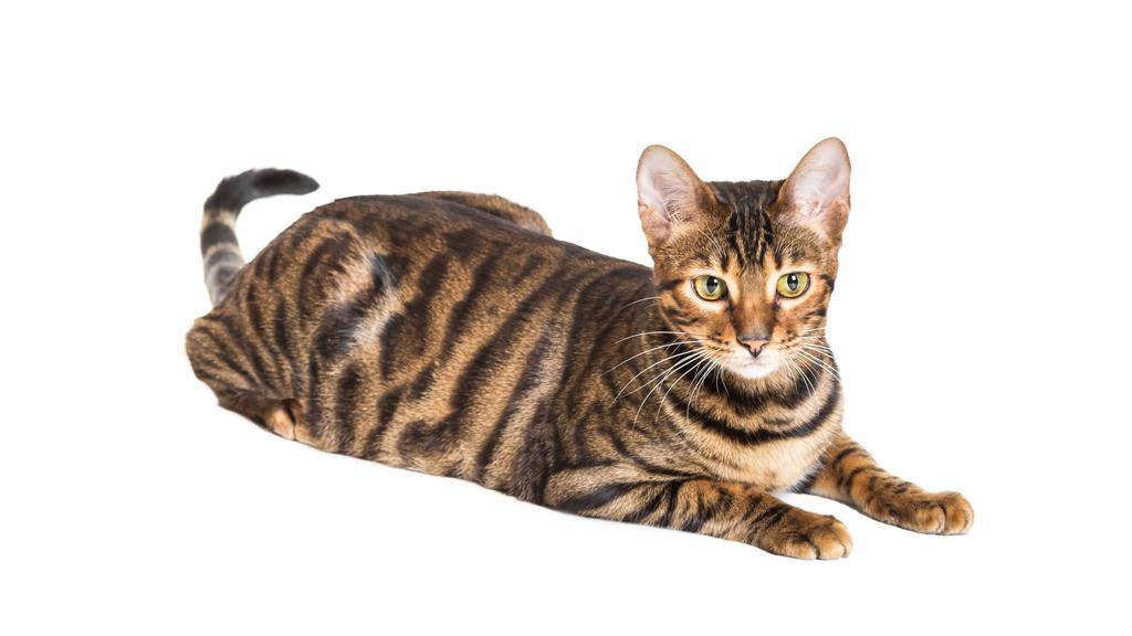 Toyger