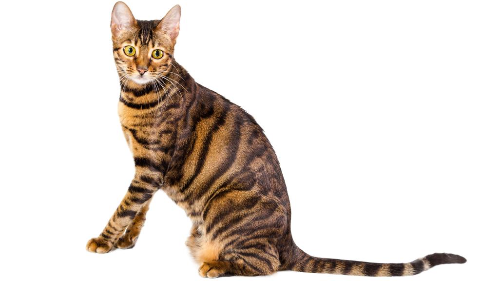 Toyger