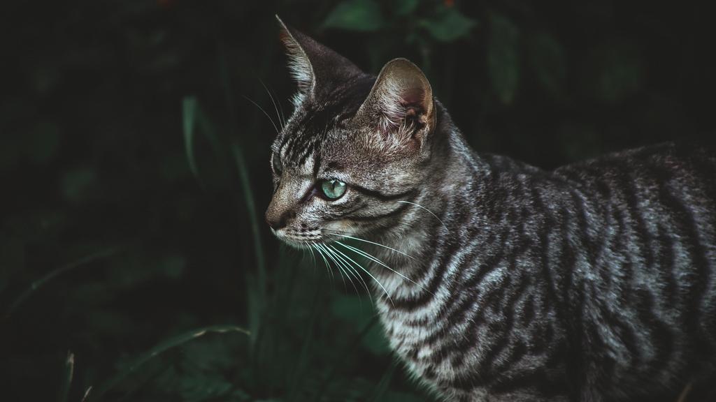 Adoption vs. Breeder Considerations icon